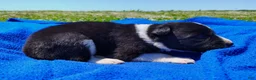 Border Collie dogs for sale: Giligan  - Ad 22