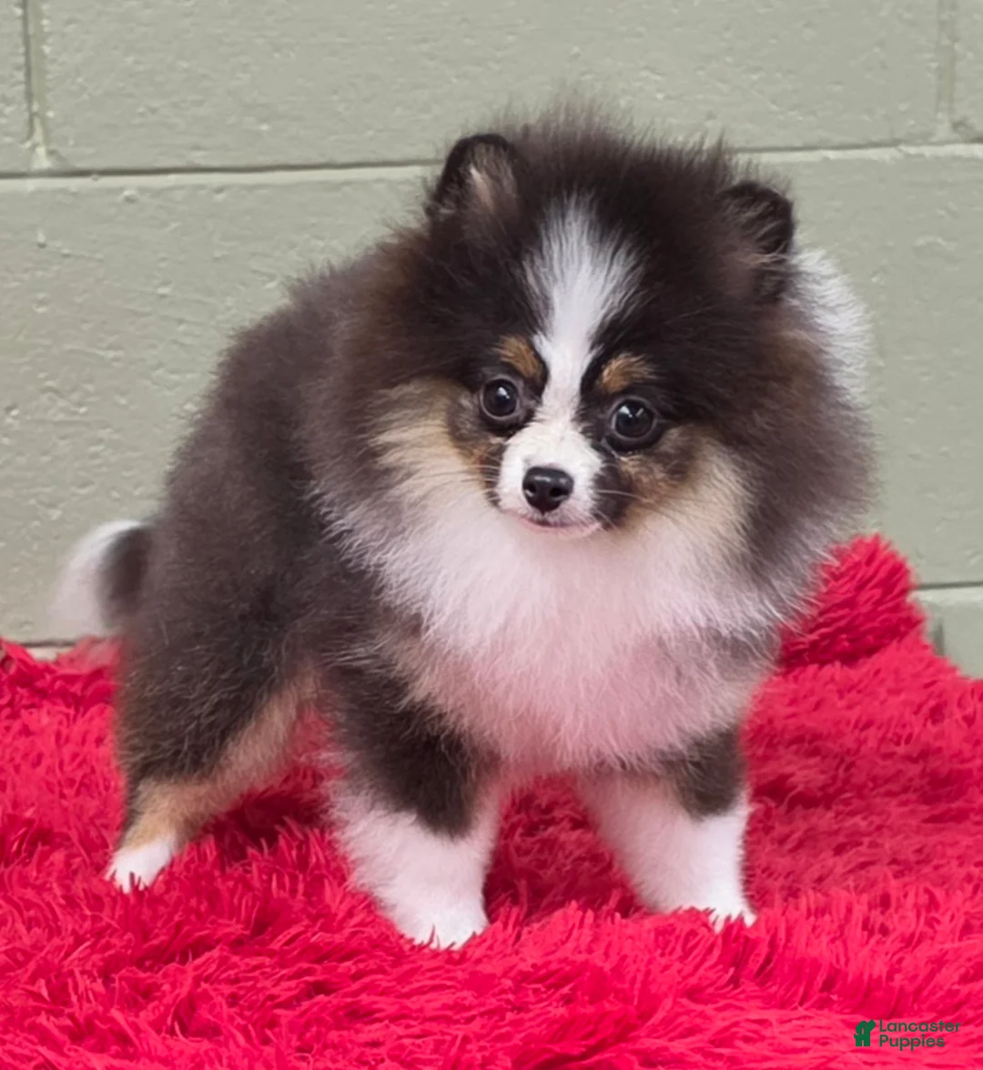 Pomeranian dogs for sale: Tux - Ad 5