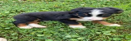 Bernese Mountain Dog dogs for sale: Finn - Ad 9