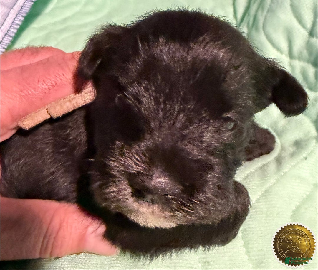 Miniature Schnauzer dogs for sale: Chloe - Ad 6