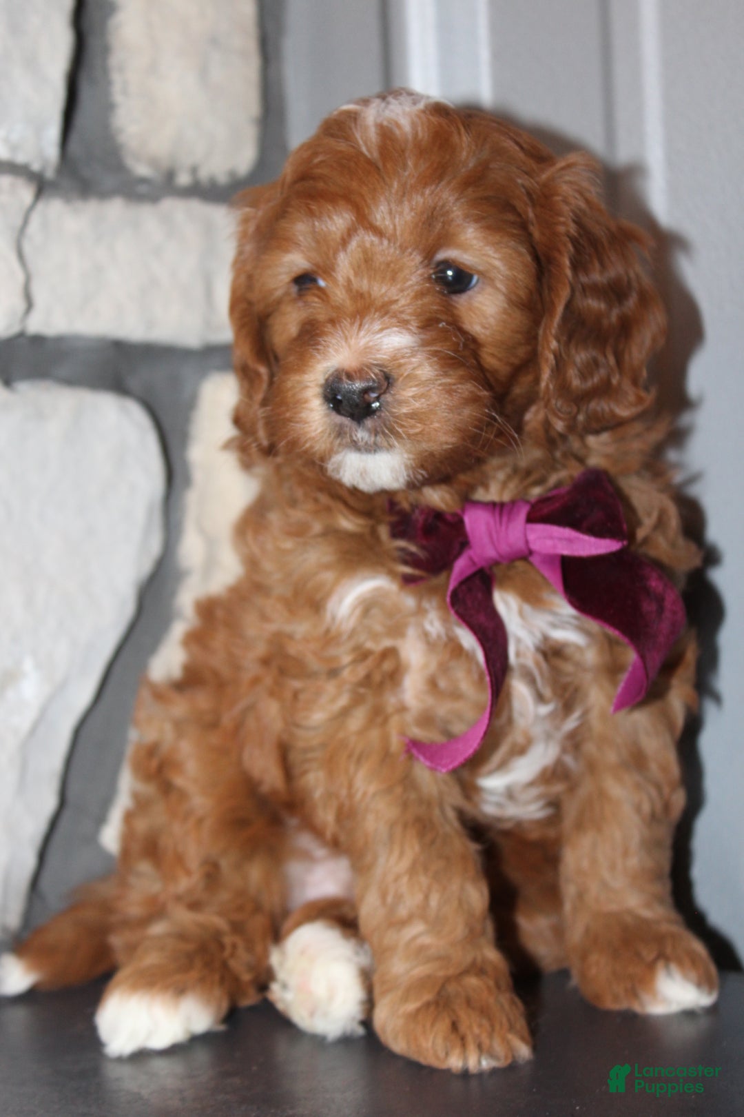 Mini Goldendoodle dogs for sale: Willow-Mini - Ad 10