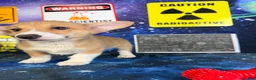 Welsh Corgi Pembroke dogs for sale: Luna - Ad 4