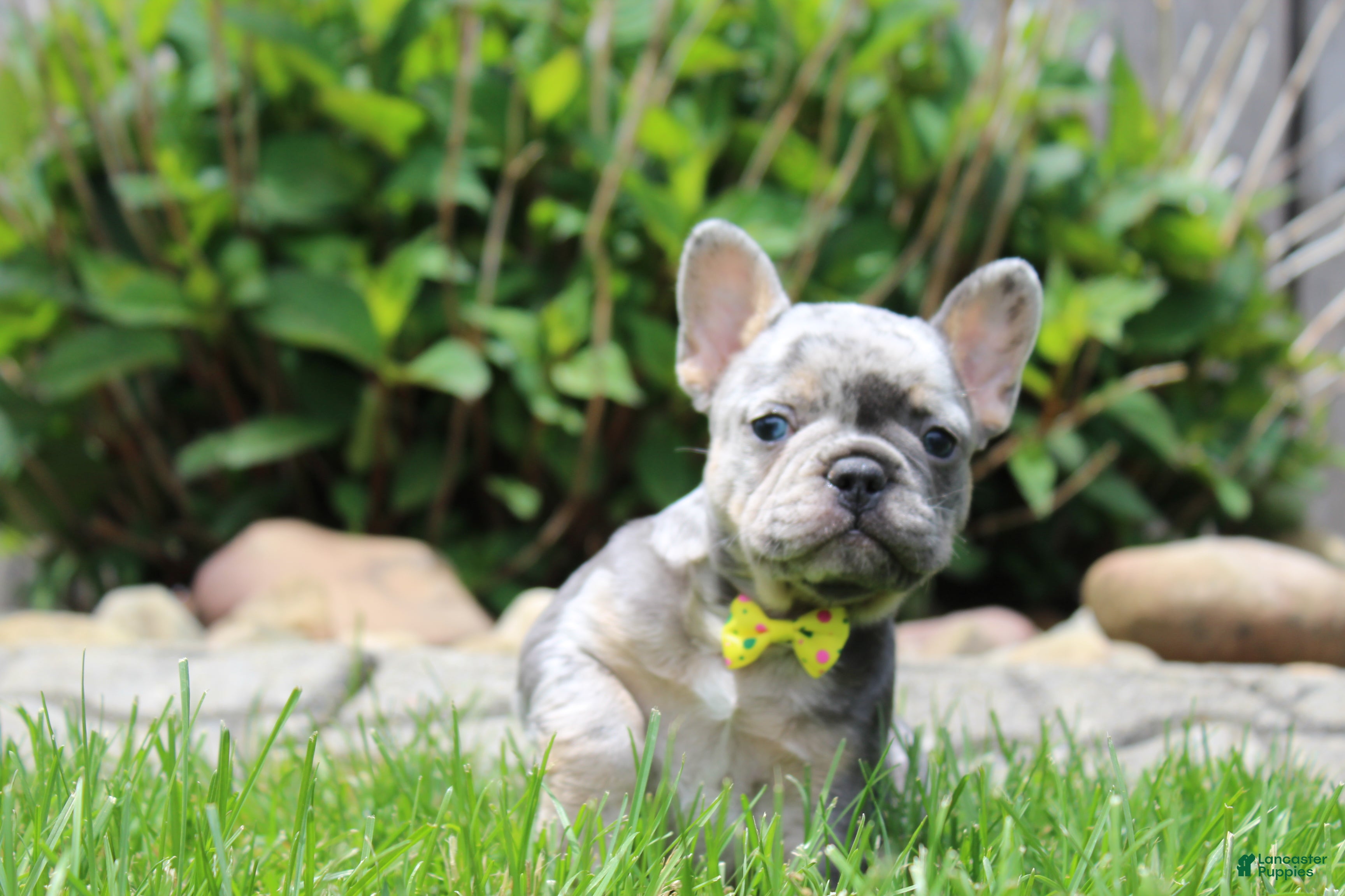French Bulldog dogs for sale: AKC Bella - Ad 3
