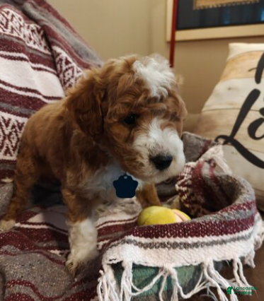 Mini Goldendoodle dogs Matt - Ad 1