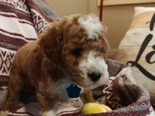 Mini Goldendoodle dogs for sale: Matt - Ad 3