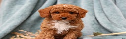 Miniature Poodle dogs for sale: Dory - Ad 1