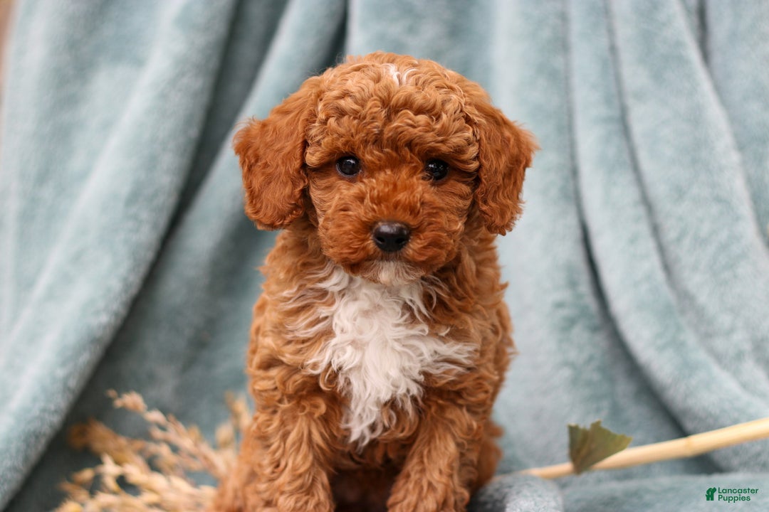 Miniature Poodle dogs for sale: Dory - Ad 1
