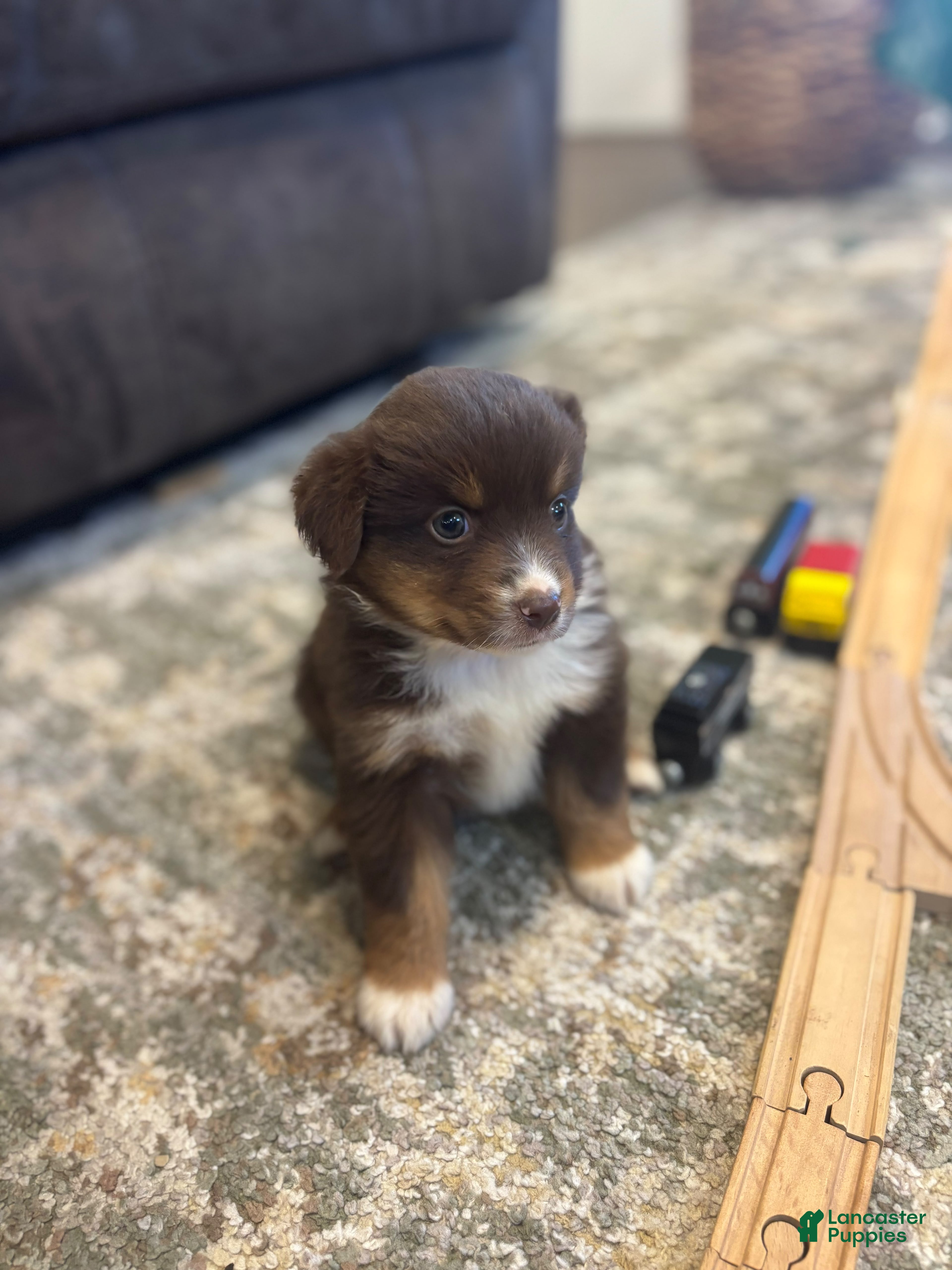 Miniature Australian Shepherd dogs Daisy - Ad 1