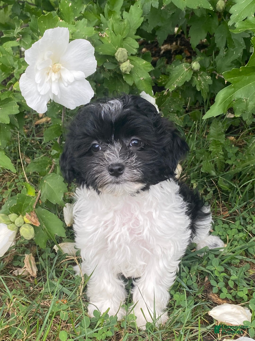 Havanese dogs for sale: Hope  - Ad 4