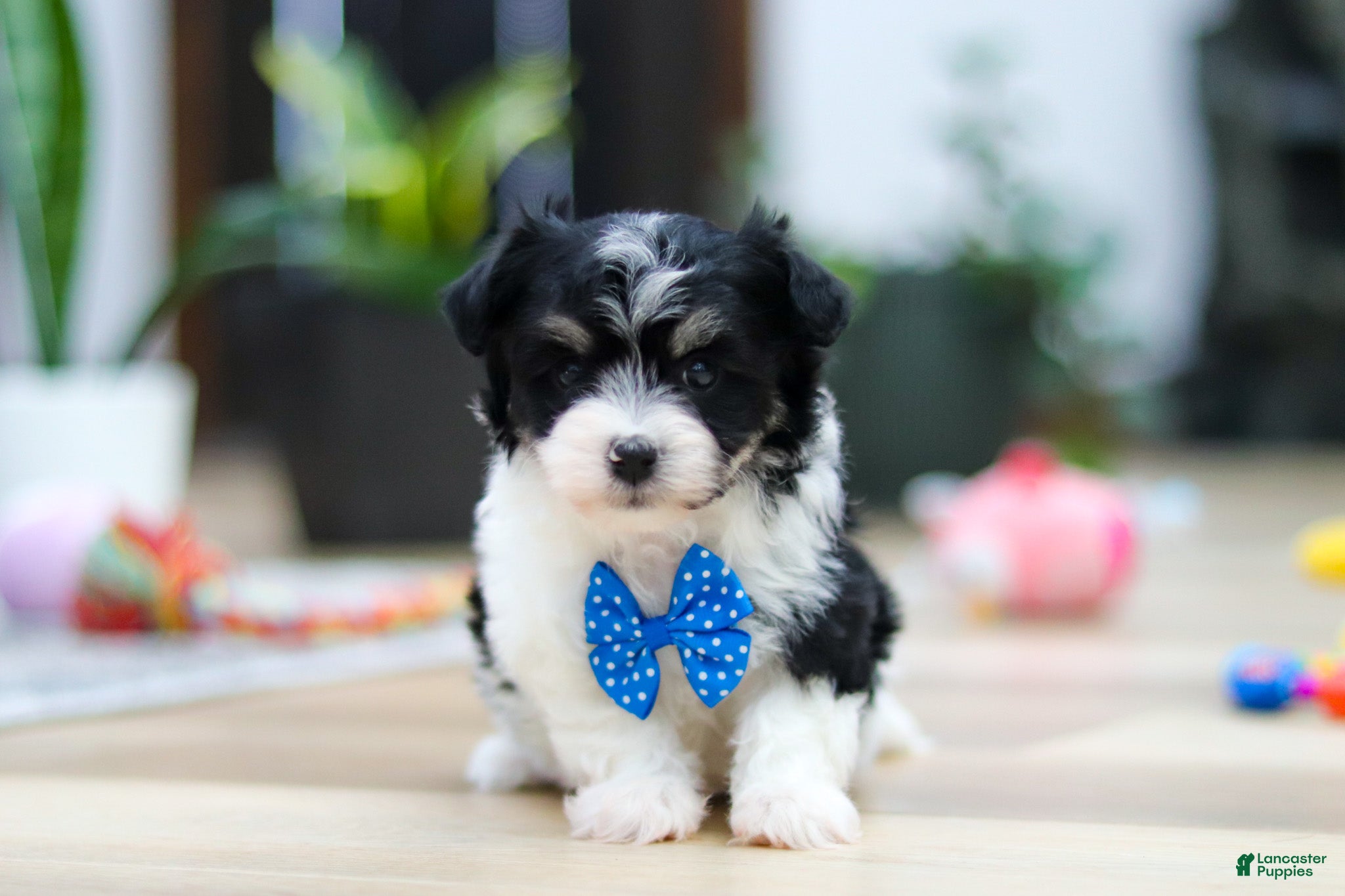 Havanese dogs Bubbles - Ad 4