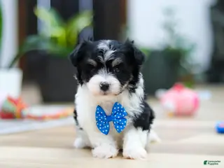 Havanese dogs Bubbles - Ad 4