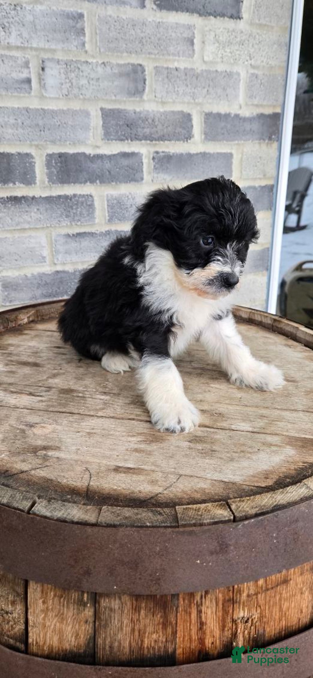 Mini Aussiedoodle dogs for sale: Sailor – Male - Ad 4