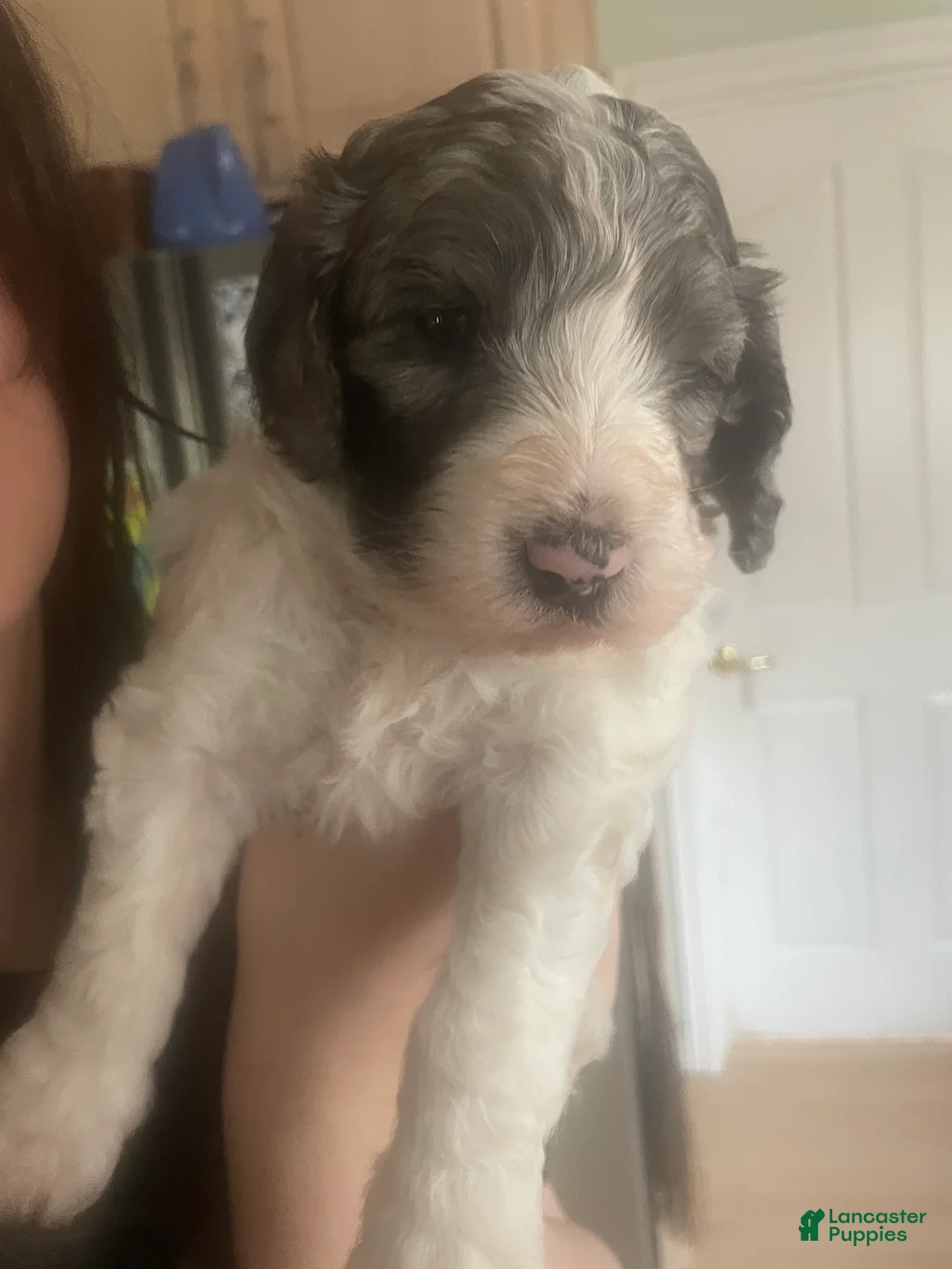 Mixed Breed dogs for sale: Mixed Breed Puppy 1 - Ad 1