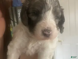 Mixed Breed dogs Mixed Breed Puppy 1 - Ad 2