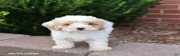 Maltipoo dogs for sale: Marshmallow - Ad 4