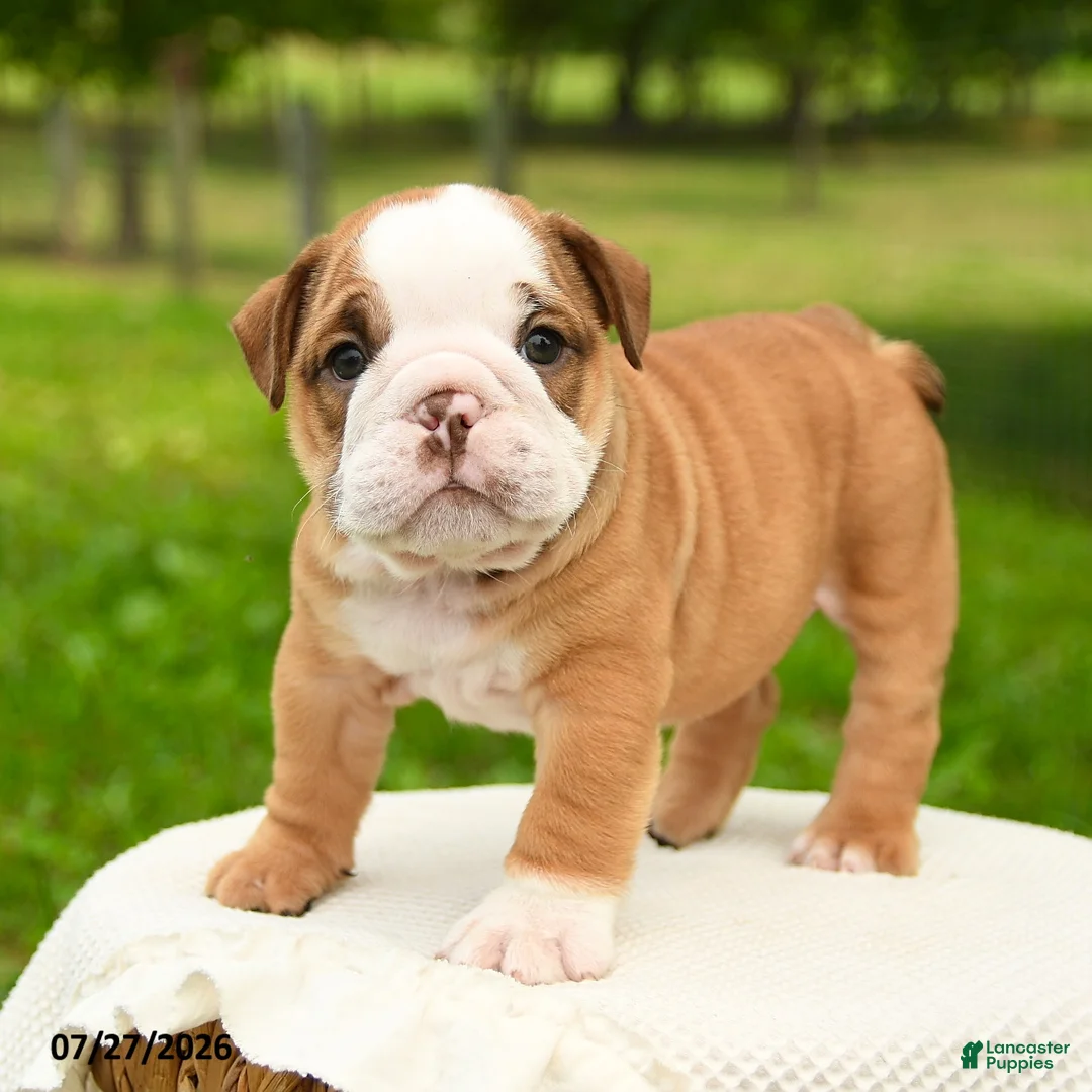 English Bulldog dogs for sale: Hank - Ad 2