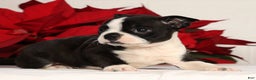 Boston Terrier dogs for sale: Addie - Ad 6