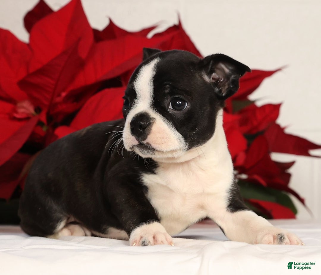 Boston Terrier dogs for sale: Addie - Ad 6