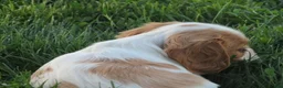 Cavalier King Charles Spaniel dogs for sale: Latte - Ad 12