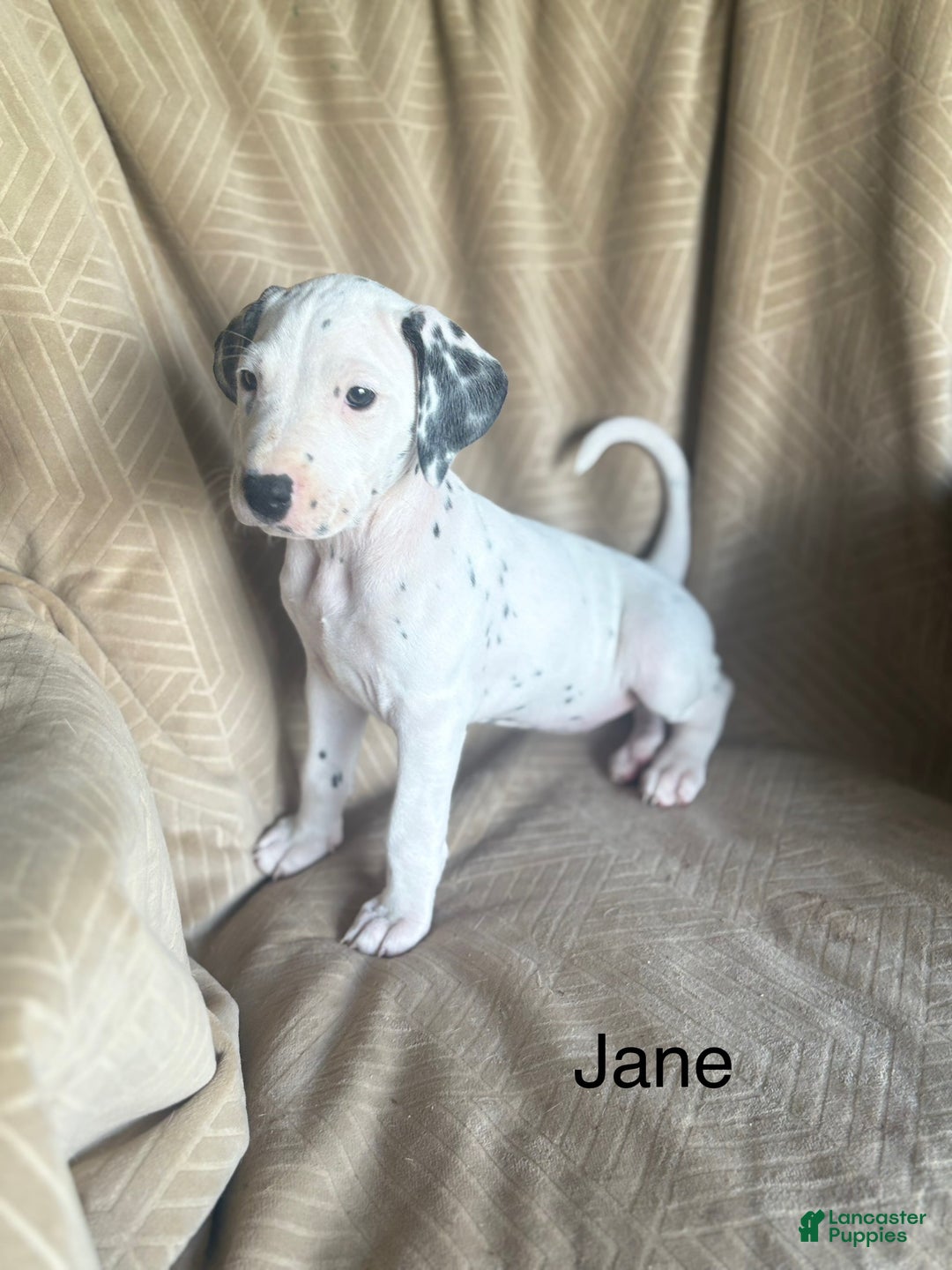 Mixed Breed dogs for sale: Jane - Ad 4