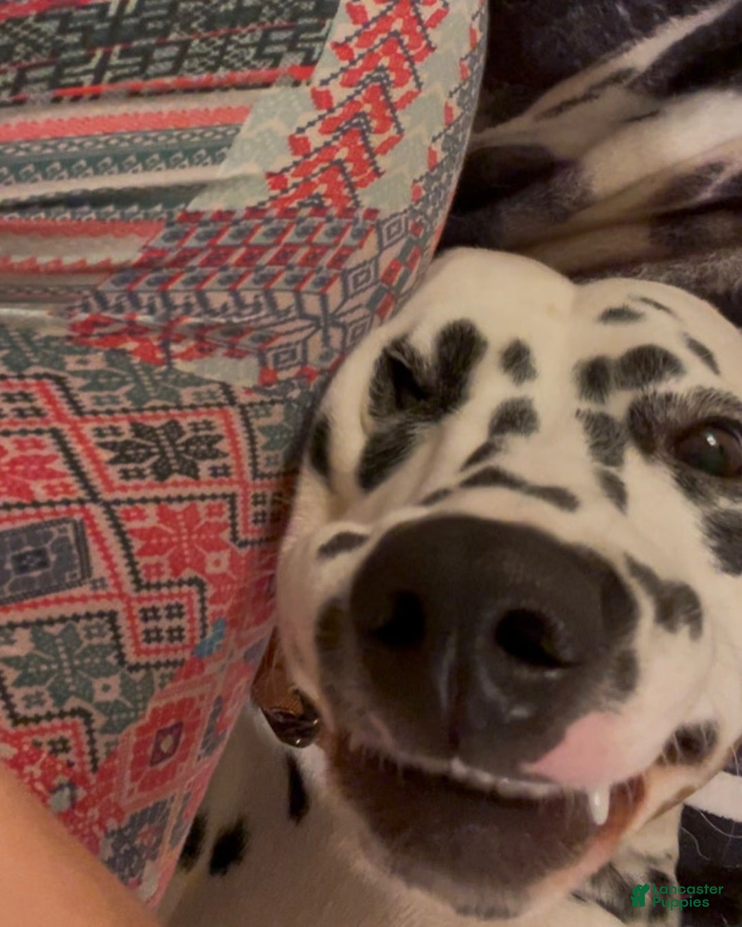 Dalmatian dogs for sale: Dream- Adult - Ad 3