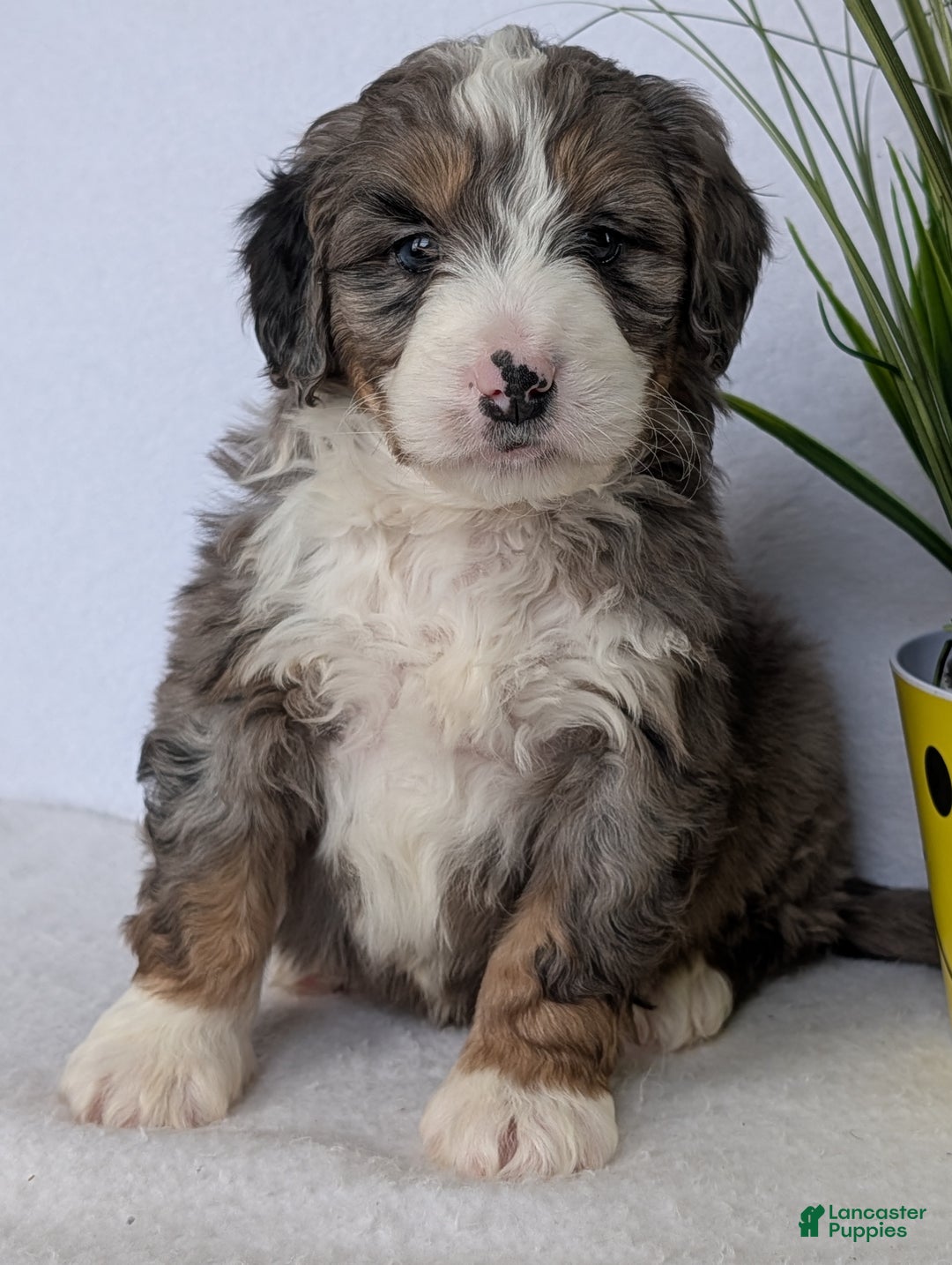 Mini Bernedoodle dogs for sale: Mini Bluey - Ad 1