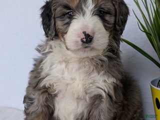 Mini Bernedoodle dogs Mini Bluey - Ad 6