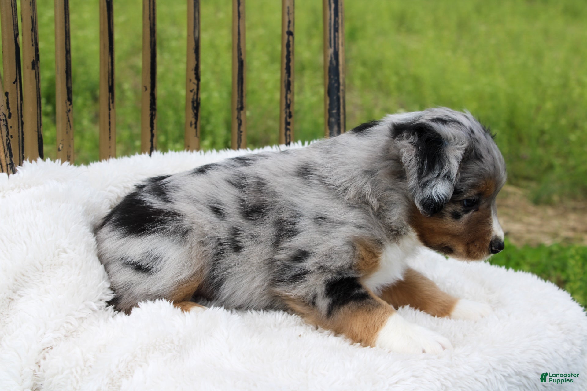 Miniature Australian Shepherd dogs Grady - Ad 2