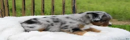 Miniature Australian Shepherd dogs for sale: Grady - Ad 5