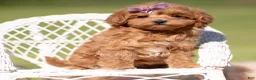 Maltipoo dogs for sale: Lyra F1B - Ad 2