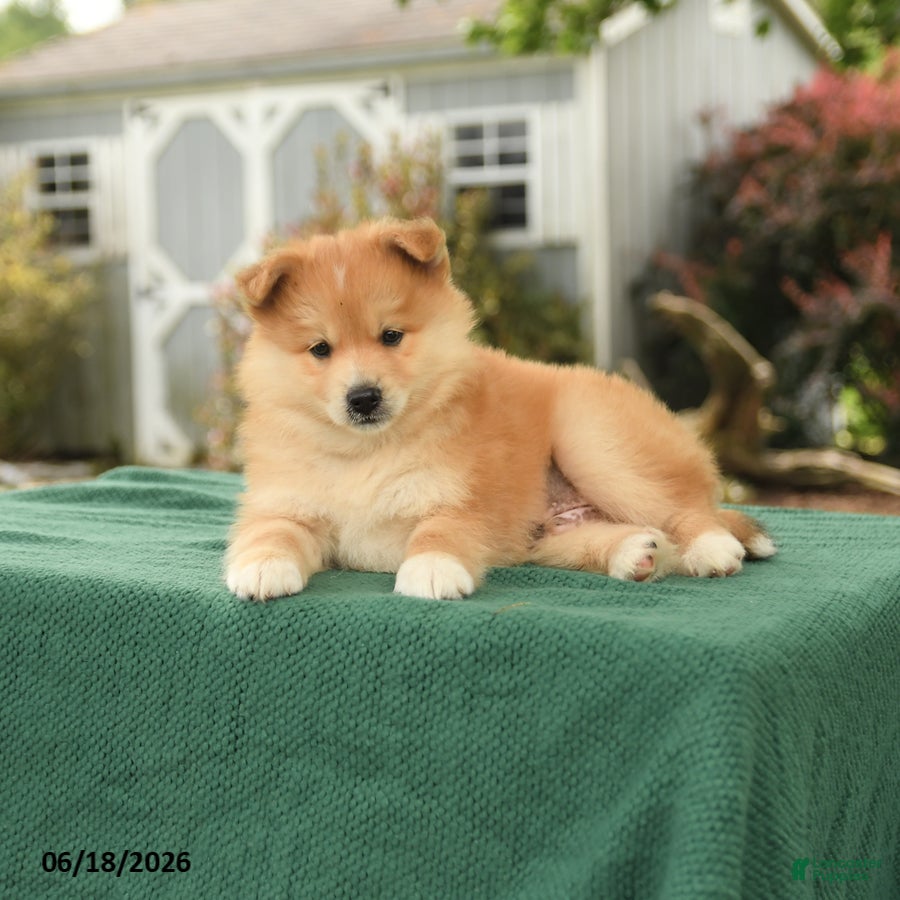 Pomsky dogs Kai  - Ad 2