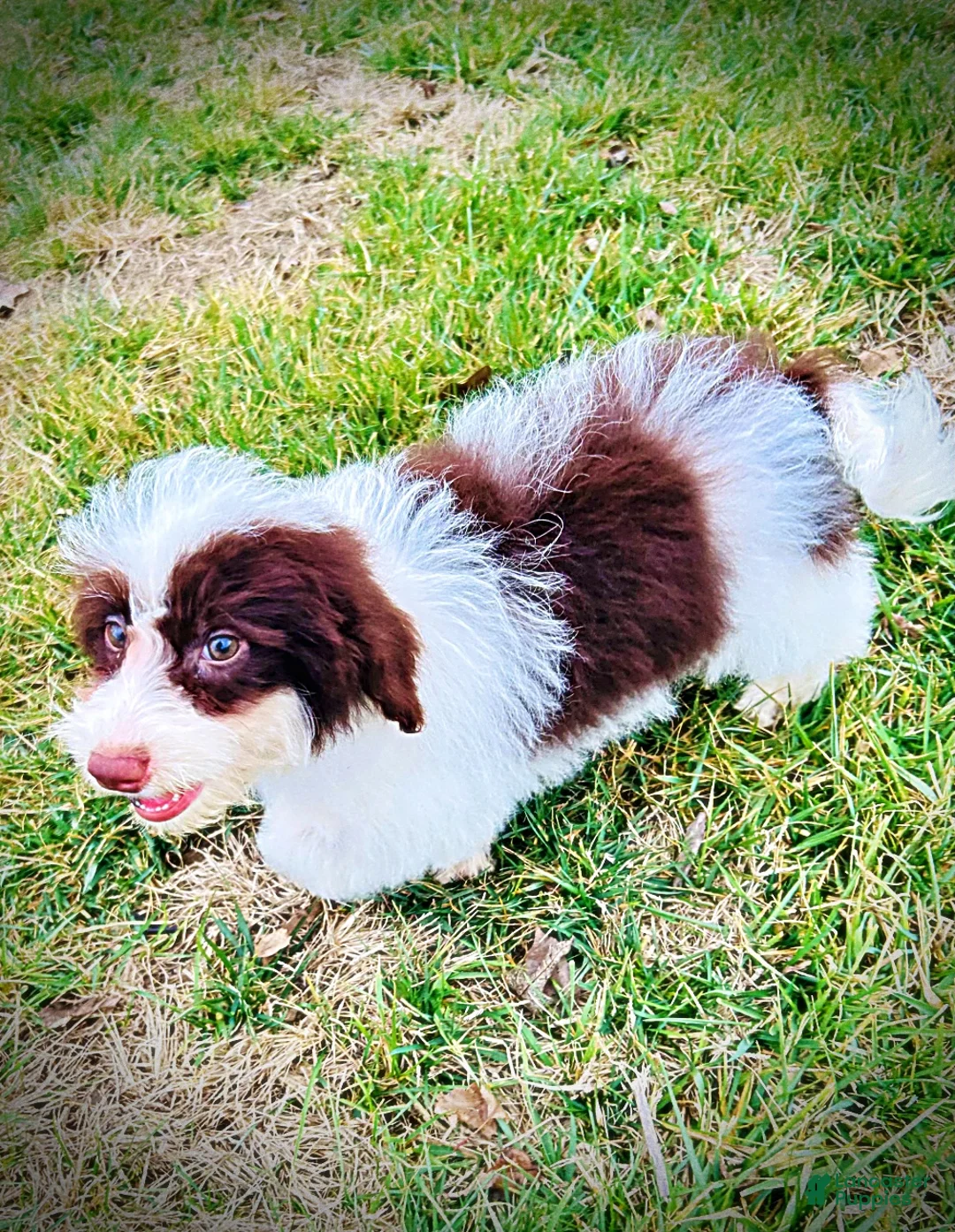 Havapoo dogs for sale: Simba - Ad 16