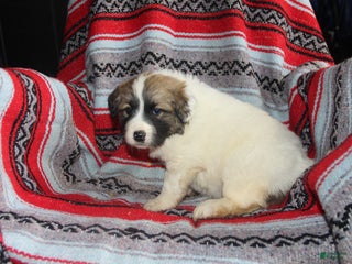 Mixed Breed dogs Zulu - Ad 28