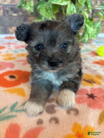 Pomapoo dogs Pomapoo 4 - Ad 26