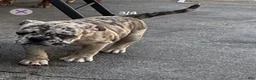 Olde English Bulldogge dogs for sale: Olde English Bulldogge 2 - Ad 4