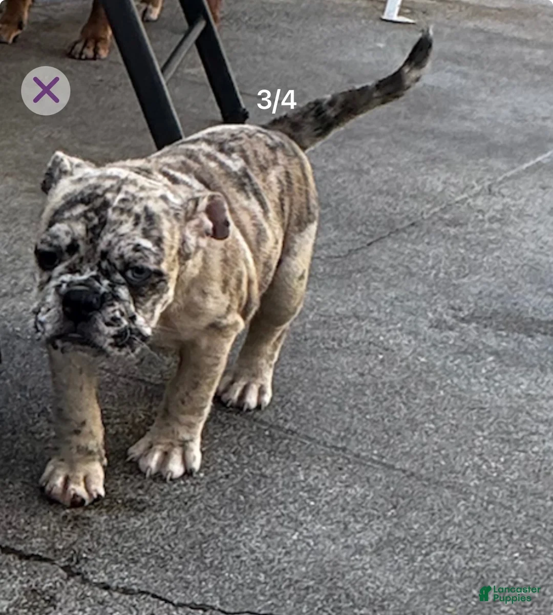 Olde English Bulldogge dogs for sale: Olde English Bulldogge 2 - Ad 4