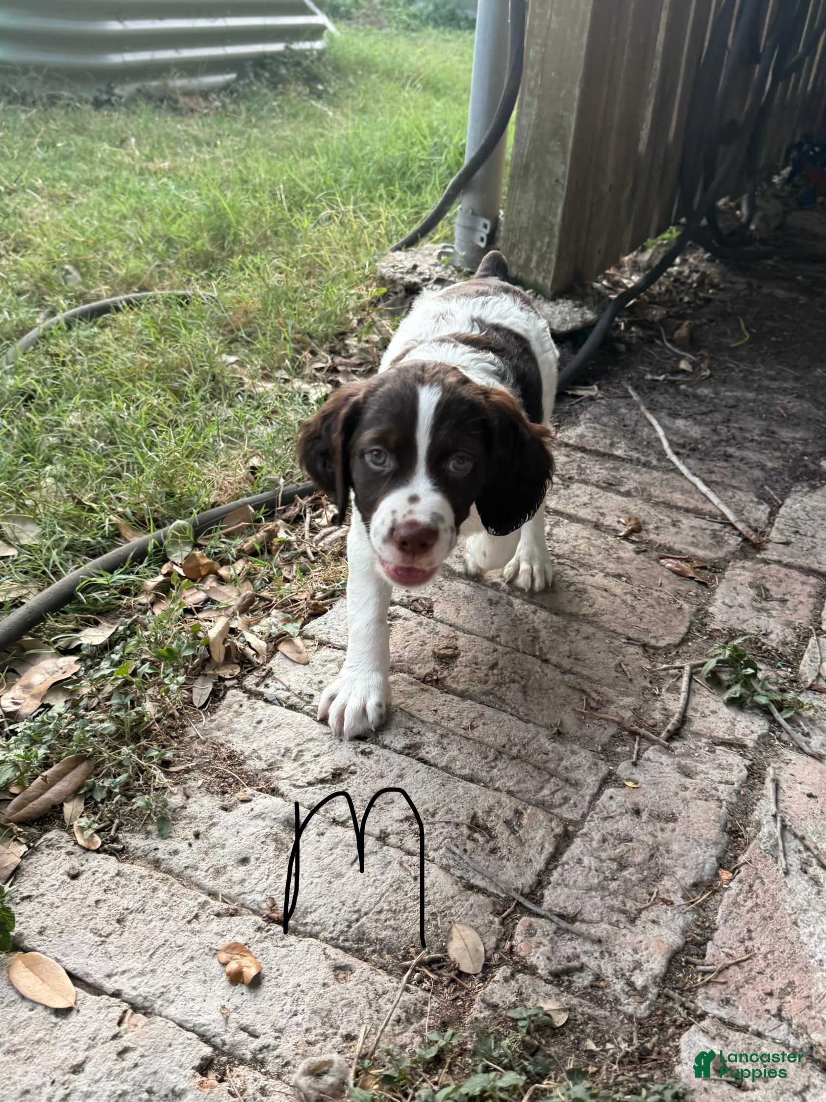 Brittany Spaniel dogs Gravy - Ad 1