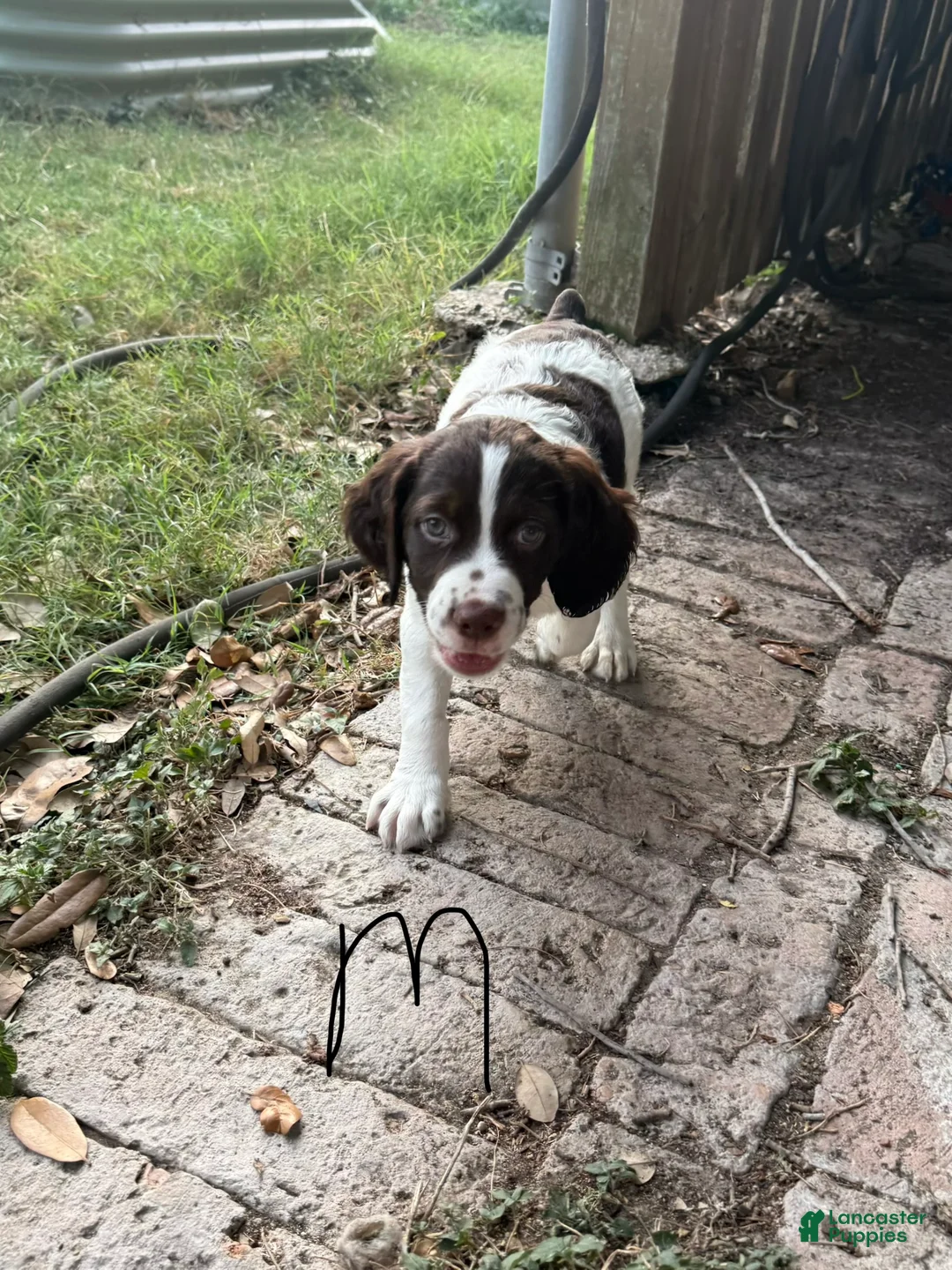 Brittany Spaniel dogs for sale: Gravy - Ad 1