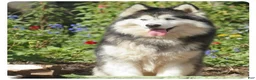 Siberian Husky dogs for sale: Wooly Leo - Ad 5