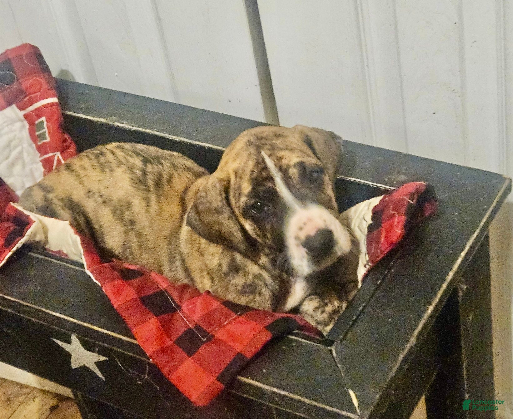 Great Dane dogs Marv - Ad 10