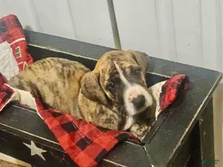 Great Dane dogs Marv - Ad 10