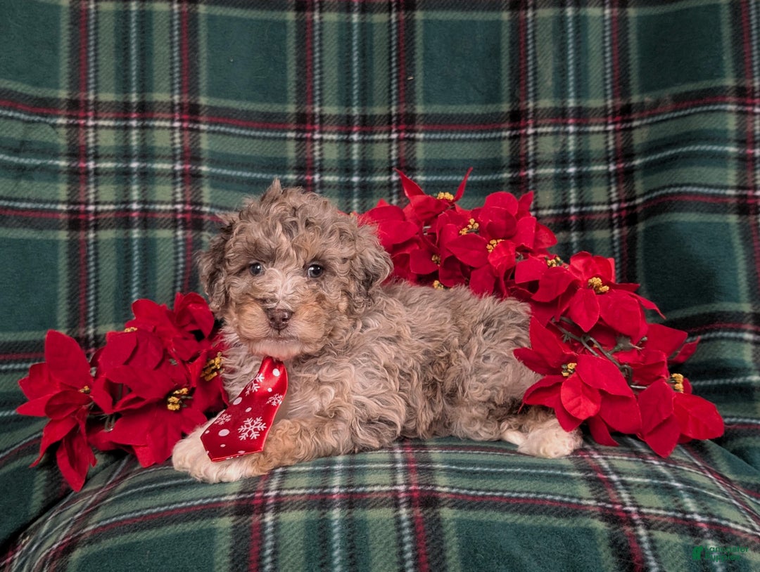 Mini Bernedoodle dogs for sale: Adrian Hypoallergenic - Ad 5