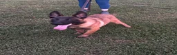 Mixed Breed dogs for sale: Nero - Ad 1