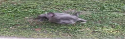 Mixed Breed dogs for sale: Mixed Breed 1 - Ad 3