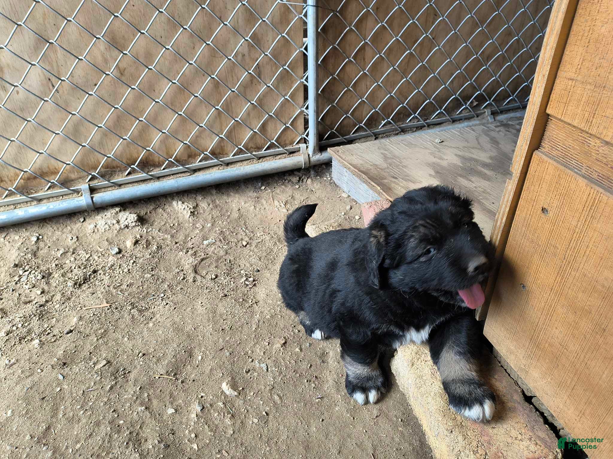 Mixed Breed dogs  4 - Ad 1