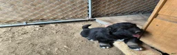 Mixed Breed dogs for sale:  4 - Ad 1