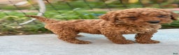 Standard Poodle dogs for sale: Daisy - Ad 7