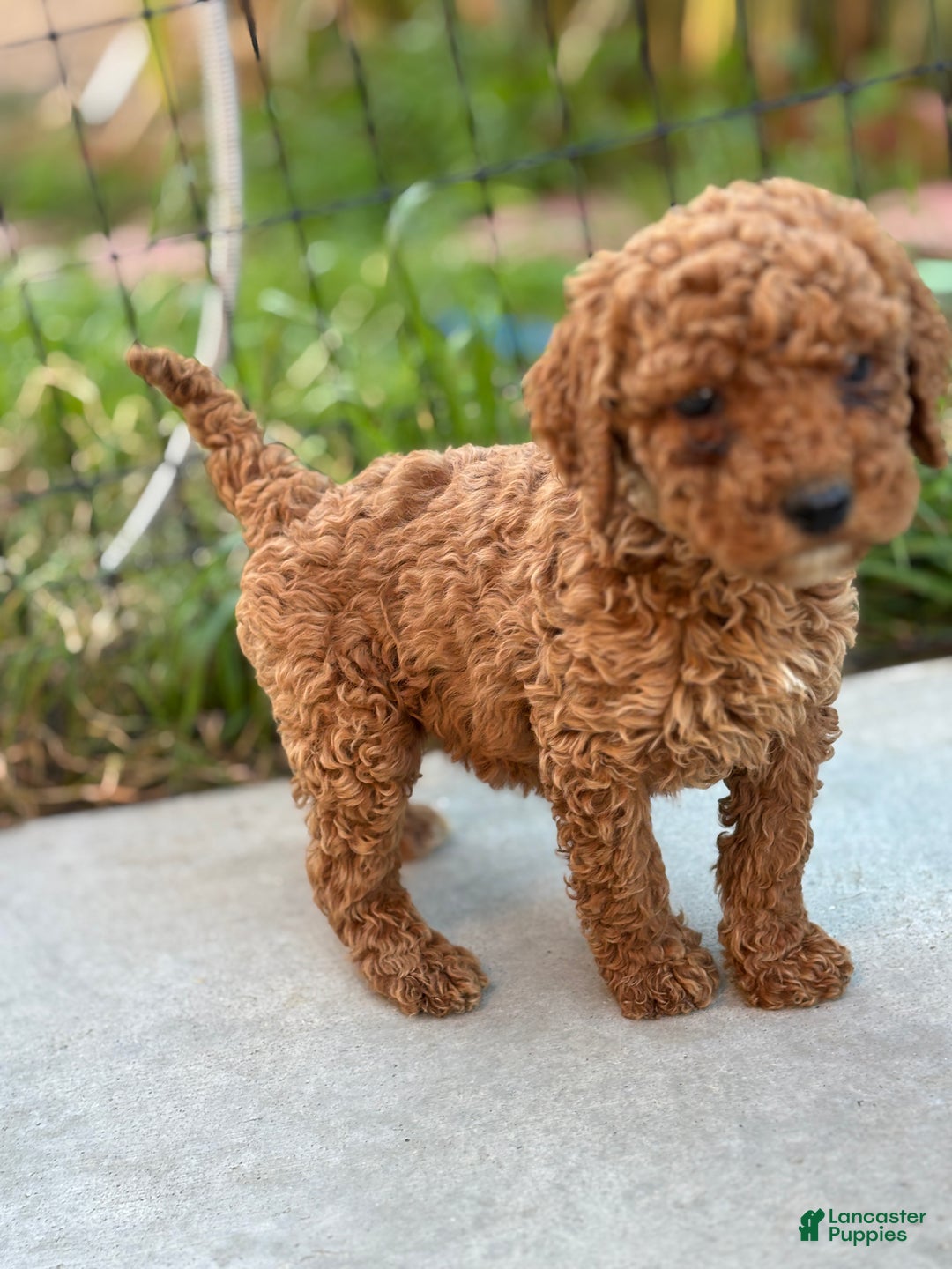 Standard Poodle dogs for sale: Daisy - Ad 7