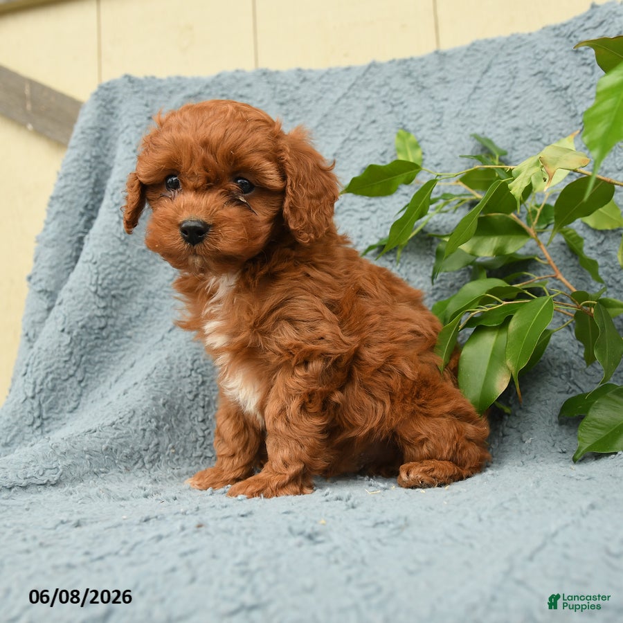 Cavapoo dogs Hascal - Ad 2