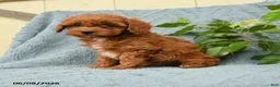 Cavapoo dogs for sale: Hascal - Ad 2